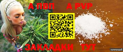 ешки Кингисепп
